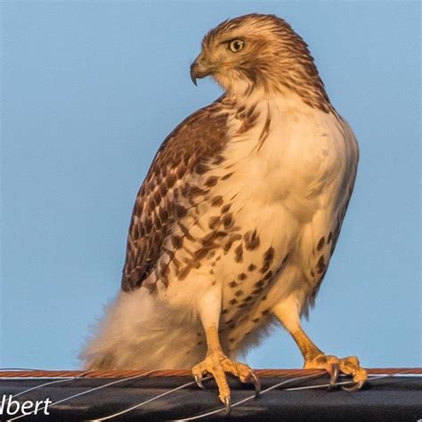 Juvenile Red Tailed Hawk In New Jersey Photo By Christina Tribucka