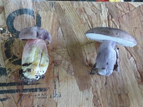 A Look At North Eastern Alabama Mushrooms Mushroom Hunting And