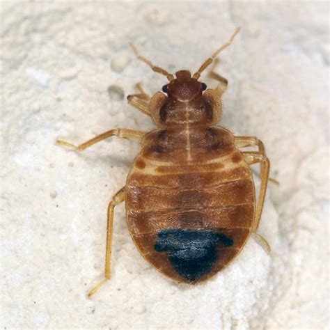 Bed Bug Identification And Behavior Bed Bug Control