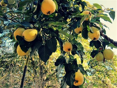 This ancient fruit of antiquity was prized by greeks and romans alike. Quince Marmalade Is a Gem of a Jam - Tall Clover Farm