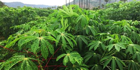 Gene Editing Technology To Create Virus Resistant Cassava Plant Has