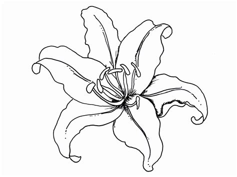 You can now print this beautiful disney hawaiian flowers minimouse coloring page or color online for free. Printable Coloring Pages Of Hawaiian Flowers - Coloring Home