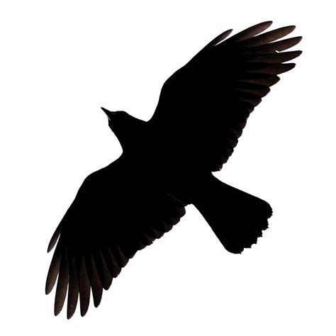 Crow Silhouette Vector Clipart Best