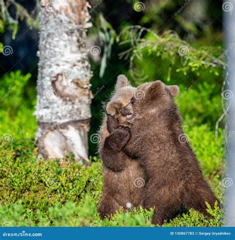 Brown Bear Cubs Playfully Fighting Stock Image Image Of Play Nature