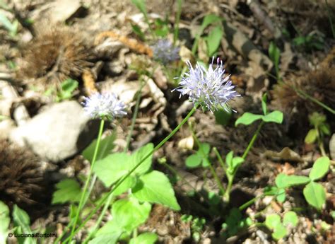 Aggettivi che iniziano con donn? Fiori, famiglie che iniziano con la lettera A - B - C - D