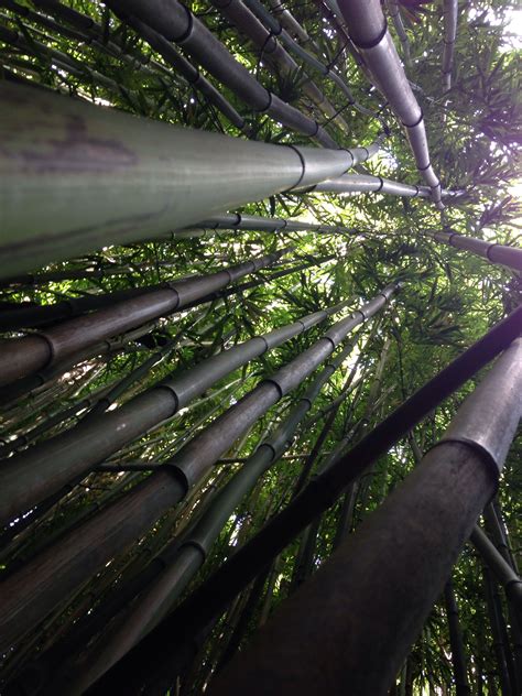 Bamboo forest, Maui, Hi | Bamboo species, Bamboo grass, Bamboo forest
