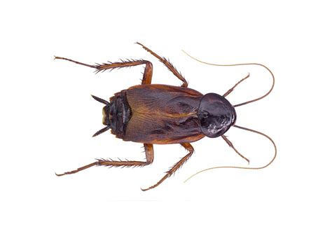 Oriental Cockroach Facts And Information