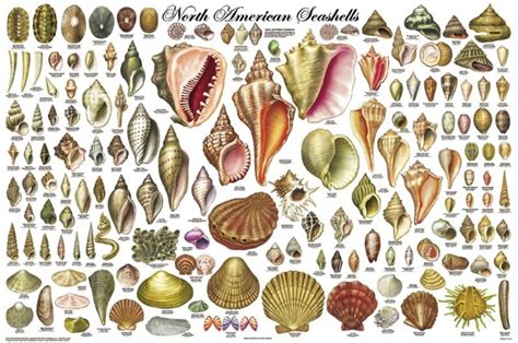 140 Types Of North American Seashells Kids Oceans