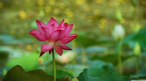 Lotus Landscape Wallpapers Top Free Lotus Landscape Backgrounds