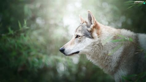 Profile Dog Czechoslovakian Wolfdog Animals Wallpapers 1920x1080