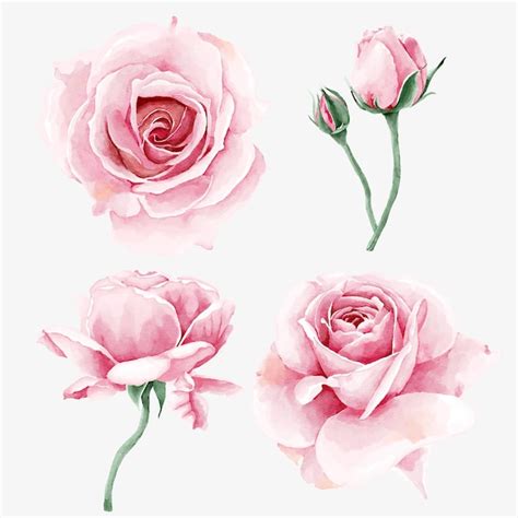 Premium Vector Watercolor Rose Flower Collection