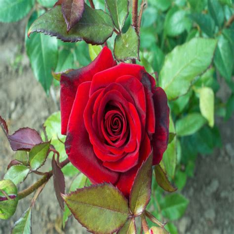 Buy Hybrid Rose Flower Plant Red Online India