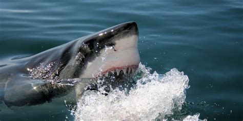 W Chorwackim Adriatyku żyją 34 Rodzaje Rekinów Które Są Niebezpieczne