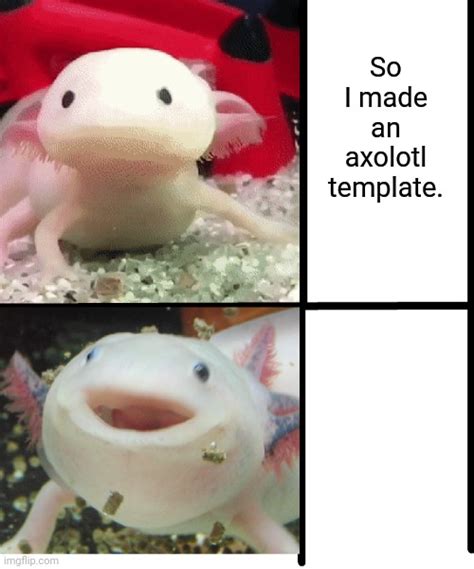 Axolotlmemes Memes And S Imgflip
