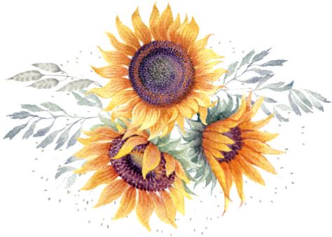 Sunflower Images Sunflower Clipart Sunflower Art Watercolor