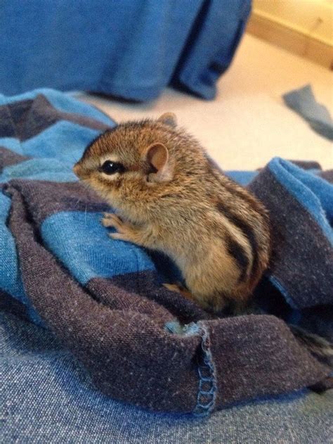 This Baby Chipmunk Who Proves That Chipmunks Might Just Be The Cutest