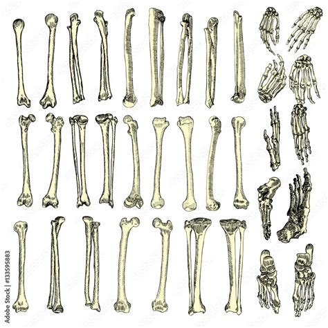Human Bones Skeleton Drawing Set Collection Of Arms Legs Wrists