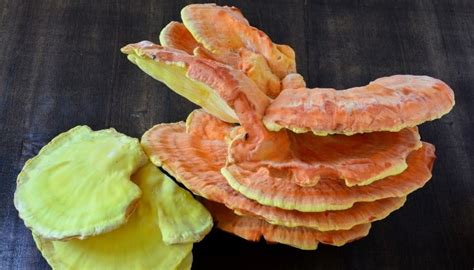 Chicken Of The Woods Your Guide To Laetiporus Sulphureus
