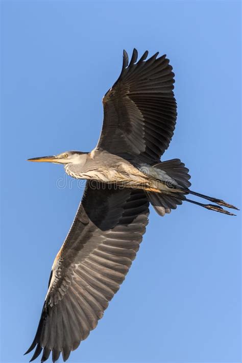 Grey Heron In Flight Stock Image Image Of Scenery Beautiful 141029209