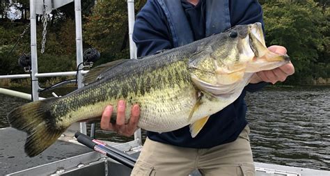 Trophy Largemouth Bass Fishery Keys To Sustainability