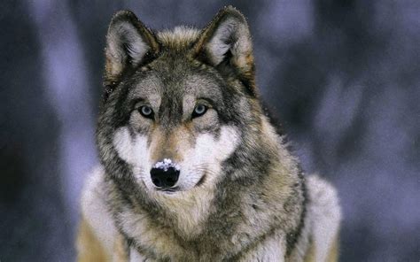 Wallpapers Cave Wolf Wolf Wallpaperspro