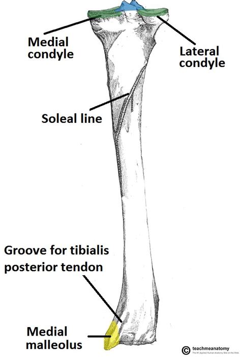 The Tibia Proximal Shaft Distal Teachmeanatomy
