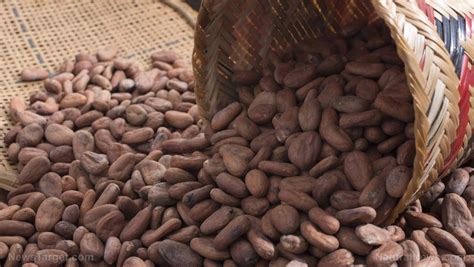 The Best Way To Boost The Health Benefits Of Cocoa Beans Lies In How