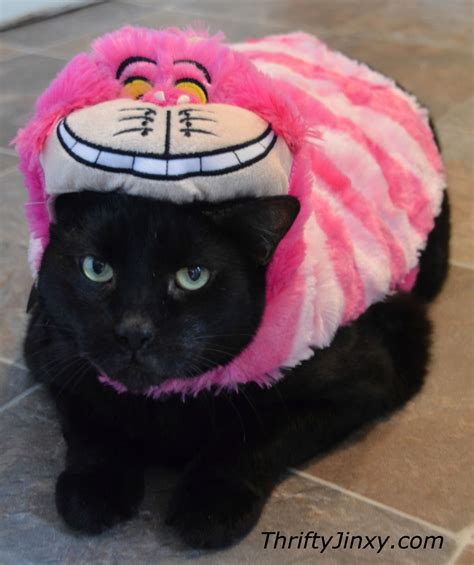 Temperance Can Be The Cheshire Cat Cat Halloween Costume Cat Dog