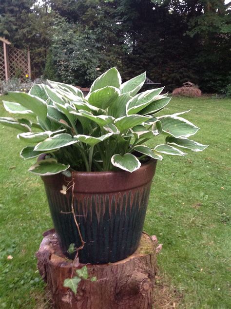 Large Pot Of Hostas Upload By Sylvia A Clarke Outdoor Gardens