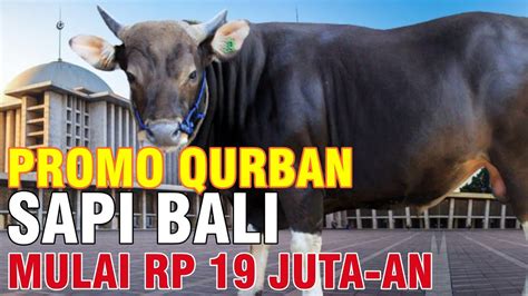 Promo Harga Sapi Kurban Bali 2021 Di Jakarta Bogor Depok Bekasi