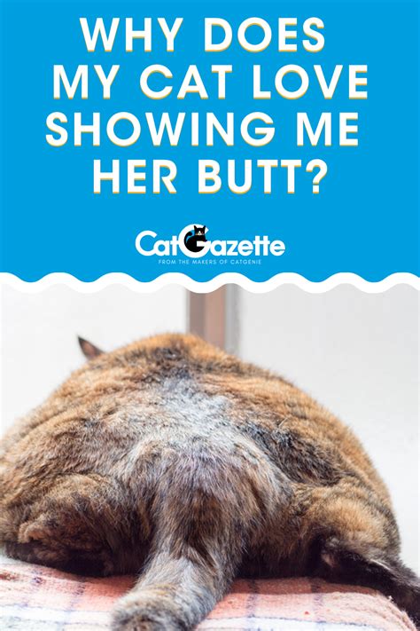 why does my cat love showing me her butt cat love how to show love cats