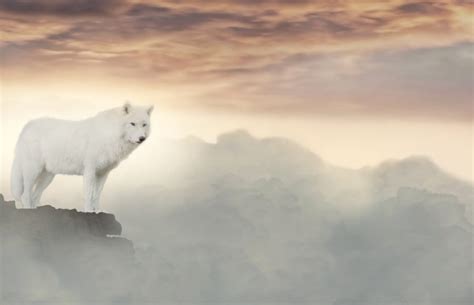 Wolf Spirit Poetry
