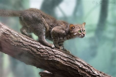 Animal World Records Smallest Wild Cat The Nature Nook