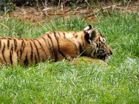2014 Tiger Cub 53 By Lena Panthera On Deviantart