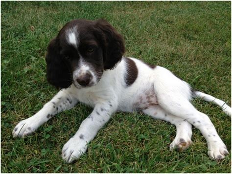 As previously touched upon, finding large munsterlander puppies can be difficult and waiting lists tend to be long. Small Munsterlander - Facts, Pictures, Puppies, Breeders ...