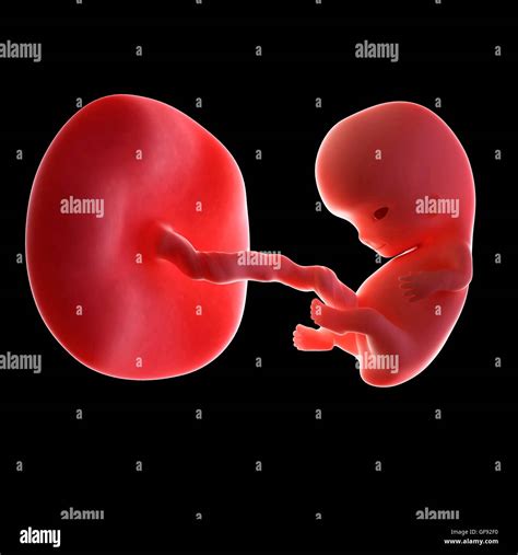 Human Fetus 9 Weeks Hi Res Stock Photography And Images Alamy