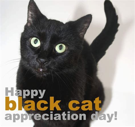 Pin By Sondra Scofield On Special Days Black Cat Day Black Cat