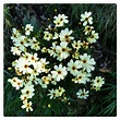 Coreopsis verticillata 'Moonbeam', Threadleaf Coreopsis 'Moonbeam' in ...