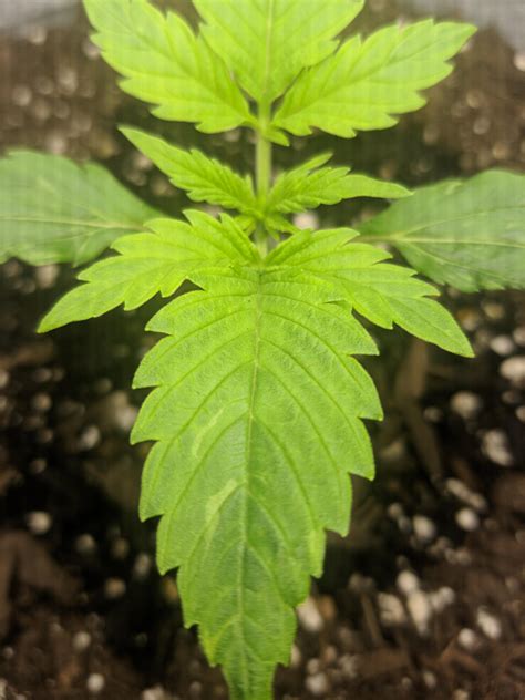 Magnesium, along with calcium and iron, is one of the three micronutrients cannabis plants cropped in coco have difficulty absorbing. Is this a Magnesium deficiency? : SpaceBuckets