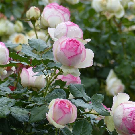 Rosa Pierre De Ronsard Rosier Grimpant à Grosse Fleur Très Double