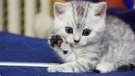 Rüyada kedi görmek ne anlama gelir, yorumu nedir? - Son Haberler