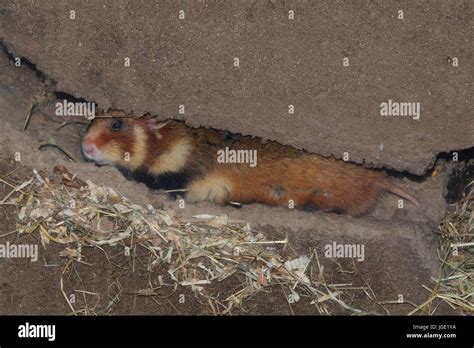 Field Hamster Under Construction Feldhamster Im Bau Stock Photo Alamy