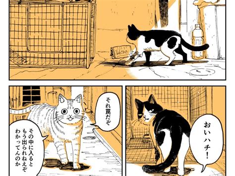 Stray Cat Mangas Satisfying Twist Ending Grape Japan