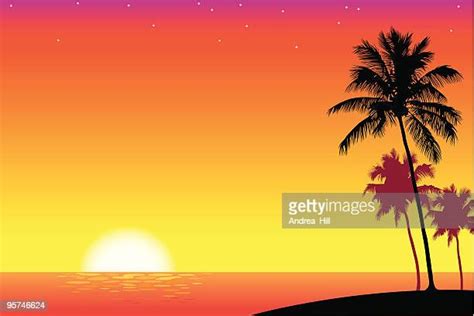 Florida Palm Tree Sunset Photos And Premium High Res Pictures Getty