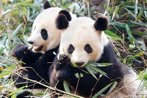 Китайците подаряват мечето панда в знак на приятелство | Impressio.dir.bg