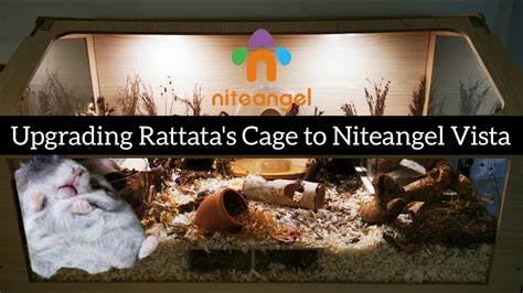 Upgrading My Hamsters Cage From Acrylic To Niteangel Vista Youtube