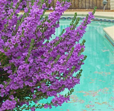 We did not find results for: The Texas Ranger Sage shrub - bushes with purple or white ...