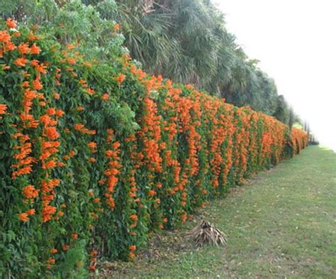 The boston fern is a good sturdy variety of fern to plant on fences. 20 Green Fence Designs, Plants to Beautify Garden Design ...