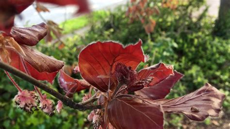 Copper Beech Fagus Sylvatica F Purpurea Female Flower May 2018