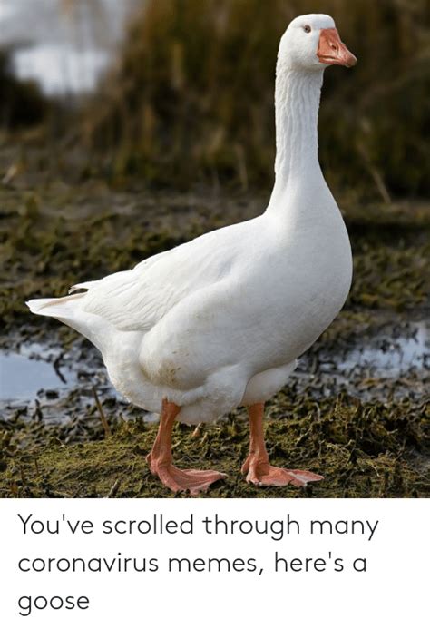 Youve Scrolled Through Many Coronavirus Memes Heres A Goose Meme On